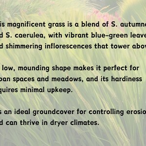 May include: A close-up of a vibrant blue-green grass with a low, mounding shape. The text reads: "This magnificent grass is a blend of S. autumnalis and S. caerulea, with vibrant blue-green leaves and shimmering inflorescences that tower above. Its low, mounding shape makes it perfect for urban spaces and meadows, and its hardiness requires minimal upkeep. It's an ideal groundcover for controlling erosion and can thrive in dryer climates."