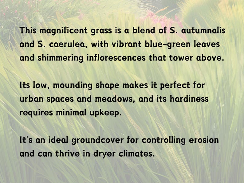 May include: A close-up of a vibrant blue-green grass with a low, mounding shape. The text reads: "This magnificent grass is a blend of S. autumnalis and S. caerulea, with vibrant blue-green leaves and shimmering inflorescences that tower above. Its low, mounding shape makes it perfect for urban spaces and meadows, and its hardiness requires minimal upkeep. It's an ideal groundcover for controlling erosion and can thrive in dryer climates."