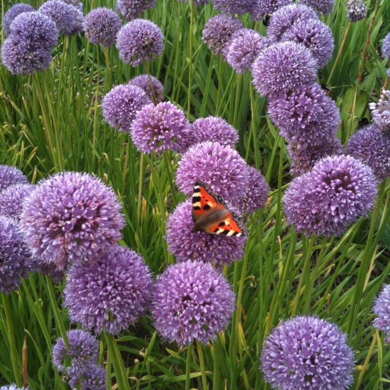 5 Allium 'Summer Beauty' Bulk Discount Live Perennial Wholesale Plants Flowers Herbs Rabbit Deer Resistant Cold Hardy Garden Pollinator