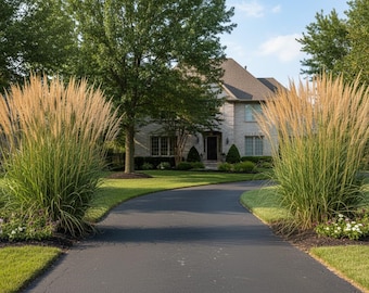 10/15/30 Perennial Karl Foerster Feather Reed Ornamental Grass Bulk Plants