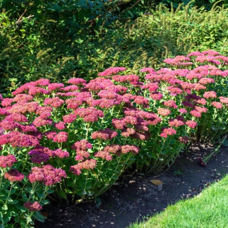 Sedum Autumn Joy Stonecrop - Thumbnail 3
