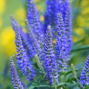 5 Wholesale Live Perennial Veronica Skyward™ Blue Speedwell Bulk Plants Flowers Herbs Rabbit Deer Resistant Drought Tolerant Pollinator