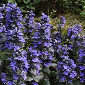5 Wholesale Live Perennial Ajuga Catlin's Giant Bugleweed Bulk Discount Shade Plants Flowers Deer Rabbit Resistant Groundcover Pollinator