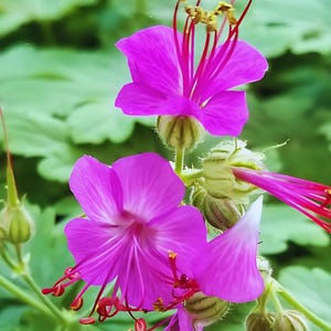 May include: Close-up of pink flowers with long, thin red stems and yellow pollen. The flowers are in focus, while the green foliage behind them is blurred.
