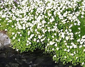 plant waterer Jangal Panther Plant Waterer – Dynasty of Cats main image 0