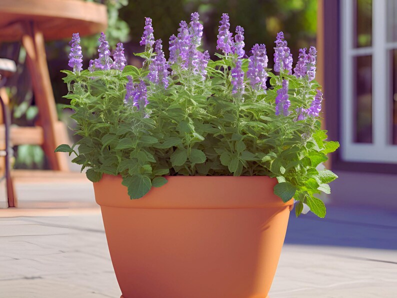 Little Trudy Catmint