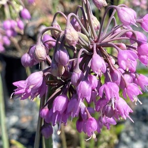 10/15/30/50 Wholesale Live Perennial Allium cernuum Bulk Discount Plants Flowers Herbs Drought Tolerant Deer Rabbit Resistant Pollinator