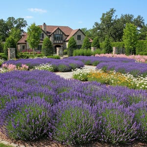 K&ouml;nnte beinhalten: Eine gro&szlig;e Gartenlandschaft mit weitl&auml;ufigen Reihen violetter Lavendelb&uuml;sche, Flecken aus wei&szlig;en und gelben Wildblumen sowie rosa Astilben. Ein Steinpfad schl&auml;ngelt sich durch die Blumenbeete zu einem gro&szlig;en, mehrst&ouml;ckigen Haus im Hintergrund.