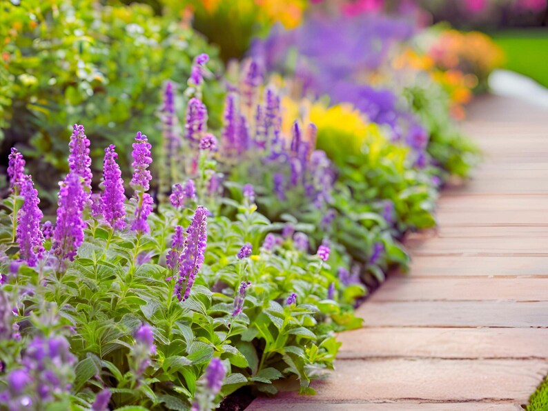 Little Trudy Catmint - Thumbnail 5