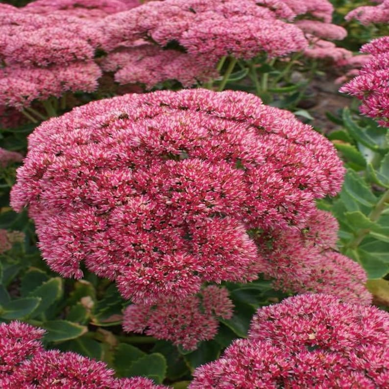 Sedum Autumn Joy Stonecrop - Thumbnail 2