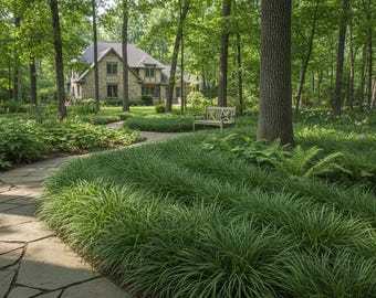 15/30/50 Perennial Carex pensylvanica Ornamental Grass Bulk Native Plants