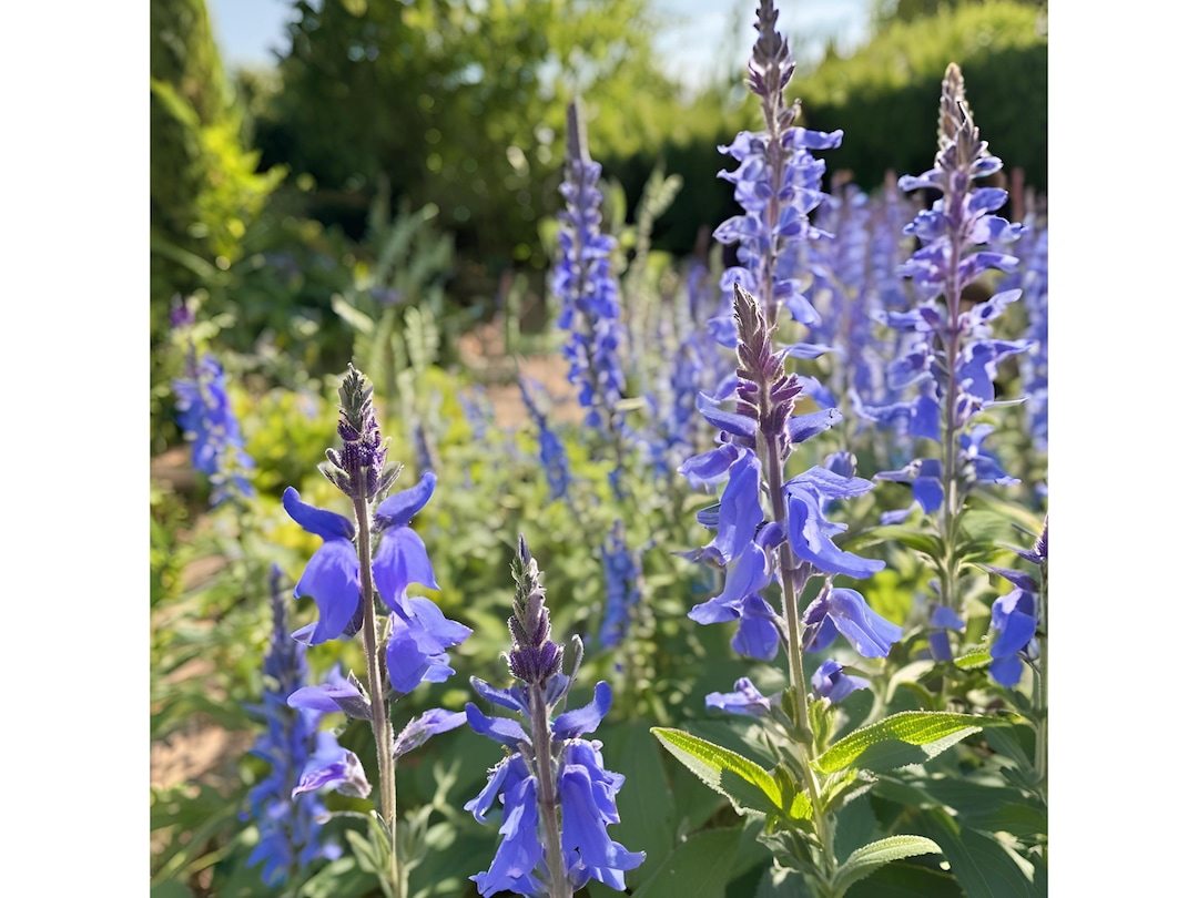 Salvias Deer Resistant