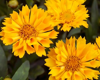 Perennial Coreopsis Jethro Tull™ Tickseed Plant, Cut Flowers, Drought Tolerant, Pollinator, Deer and Rabbit Resistant, 6.5 inches, Zones 4-9