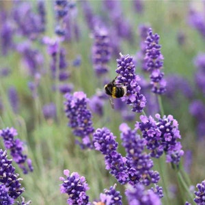 K&ouml;nnte beinhalten: Eine pelzige Hummel mit schwarzen und gelben Streifen ruht auf einer leuchtend violetten Lavendelbl&uuml;ten&auml;hre. Die Szene zeigt mehrere St&auml;ngel bl&uuml;henden Lavendels mit kleinen, geb&uuml;ndelten violetten Bl&uuml;ten und gr&uuml;nen Stielen auf einem Feld.