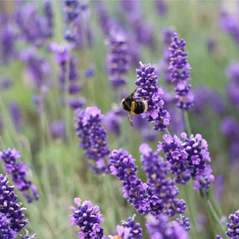 K&ouml;nnte beinhalten: Eine pelzige Hummel mit schwarzen und gelben Streifen ruht auf einer leuchtend violetten Lavendelbl&uuml;ten&auml;hre. Die Szene zeigt mehrere St&auml;ngel bl&uuml;henden Lavendels mit kleinen, geb&uuml;ndelten violetten Bl&uuml;ten und gr&uuml;nen Stielen auf einem Feld.