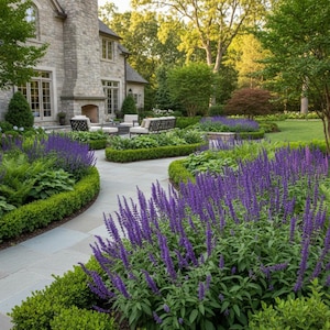 May include: A stone patio walkway winds through a garden featuring vibrant purple salvia flowers, lush green ferns, and manicured boxwood hedges. In the background, a large stone house with a patio seating area is surrounded by mature trees.