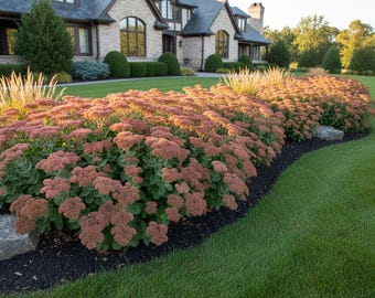Sedum Autumn Joy, een vetplant, is een meerjarige plant die laat in het seizoen bestuivers aantrekt, konijnenbestendig is, een lange bloeiperiode heeft en hittebestendig is. Geschikt voor zones 3-9.