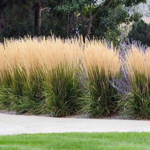May include: A cluster of tall ornamental grasses with vibrant green blades at the base and feathery, golden-tan plumes at the top. Interspersed among the grasses are spikes of small, light purple flowers, creating a textured garden display.