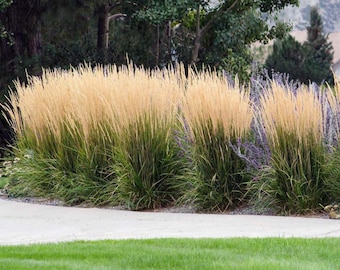 50 Live Perennial Karl Foerster Feather Reed Ornamental Grass Bulk Landscape Plants Privacy