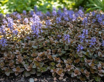 5 Perennial Ajuga Chocolate Chip Bugleweed Bulk Landscape Plants Flowers Herbs