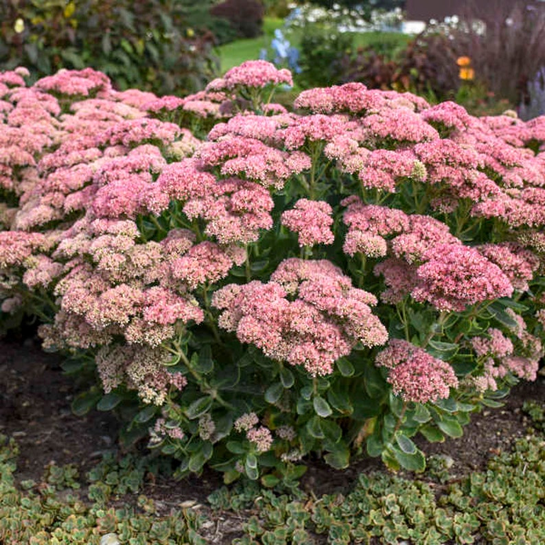 Sedum Autumn Joy Stonecrop
