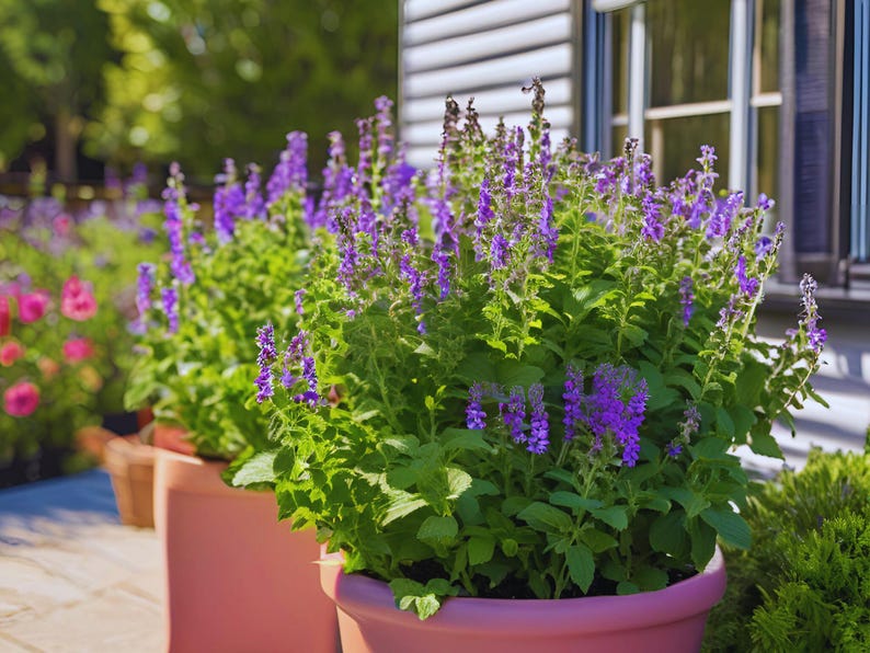 Little Trudy Catmint - Thumbnail 3