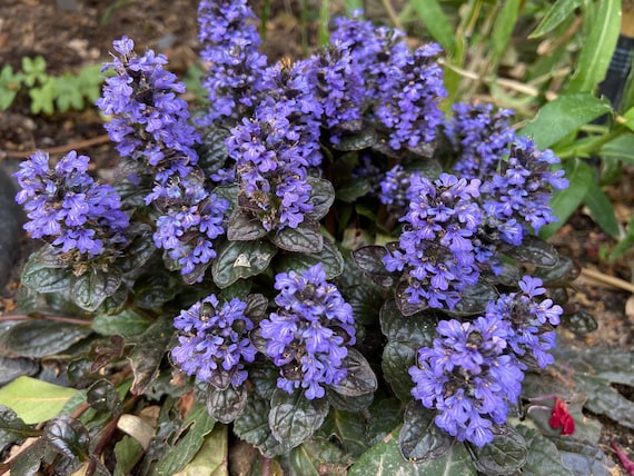 5 Live Perennial Ajuga Black Scallop Bugleweed Bulk Landscape Shade Plants  - Etsy