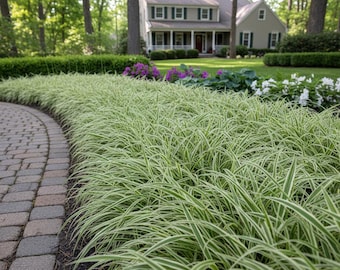 10/15/30 Perennial Carex Ice Dance Variegated Japanese Sedge Bulk Landscape Plants, Ornamental Grass, Deer Resistant Ground Cover, Zones 4-9