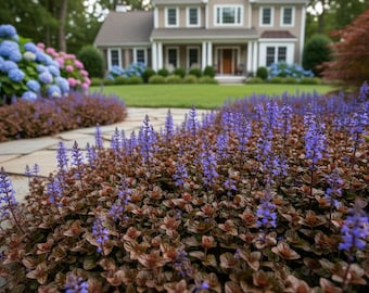 30 Live Perennial Ajuga Chocolate Chip Bugleweed Bulk Landscape Plants Flowers