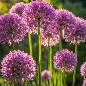 10/15/30/50 Wholesale Live Perennial Allium Millenium Bulk Discount Plants Flowers Herbs Deer Rabbit Resistant Zone 4 Garden Pollinator