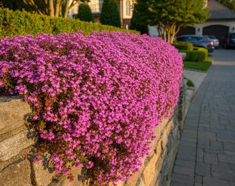 Könnte beinhalten: Eine dichte Ansammlung leuchtend magentafarbener Blüten, die über eine grob behauene, hellgraue Steinmauer kaskadieren. Die zahlreichen kleinen Blüten bilden einen dicken, strukturierten Blütenteppich, der über die gestapelte Mauerstruktur fällt.