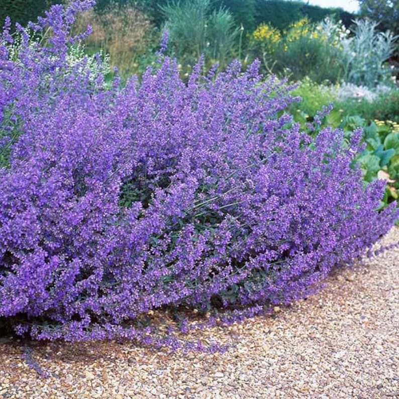Walker's Low Catmint - Thumbnail 5