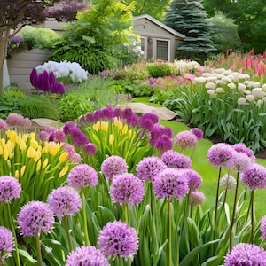 50 Wholesale Live Perennial Allium Windy City Bulk Plants Flowers Herbs Drought Tolerant Deer Rabbit Resistant Garden Pollinator Zone 3
