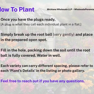 50 Perennial Sesleria Greenlee Hybrid Ornamental Grass Bulk Landscape Plants image 10