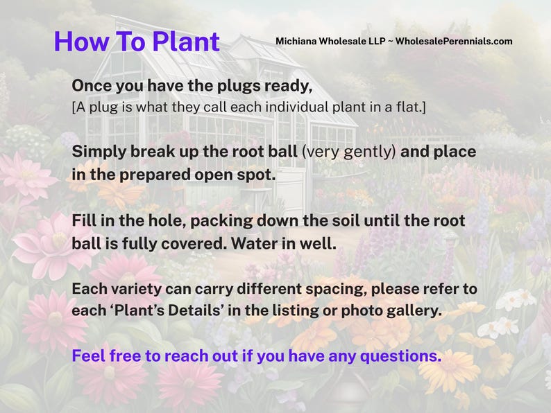 50 Perennial Sesleria Greenlee Hybrid Ornamental Grass Bulk Landscape Plants image 10