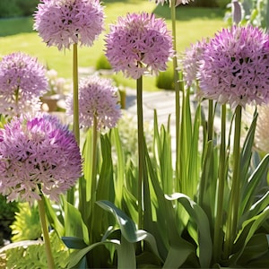 5 Bulk Discount Live Perennial Allium Summer Beauty Plants Flowers Herbs Rabbit Deer Resistant Cold Hardy Zone 4 Garden Pollinator