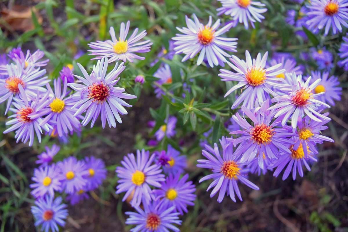 Aster Azureus