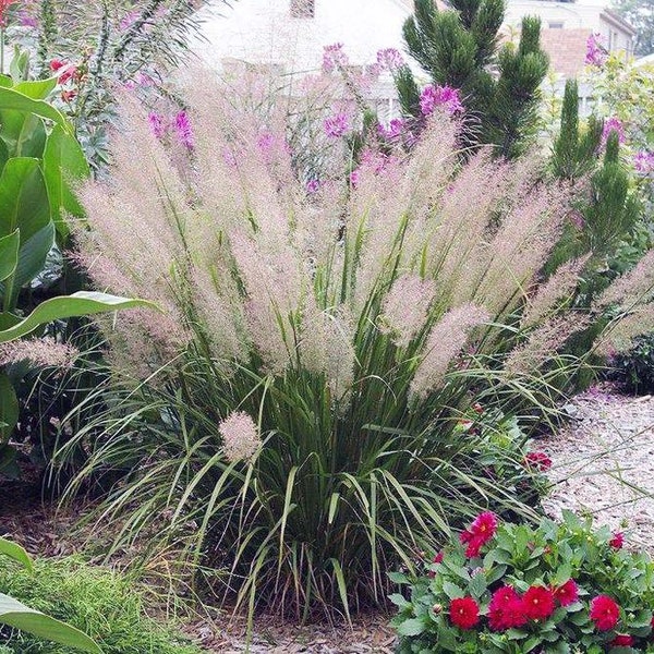 Perennial Plants Full Shade Etsy