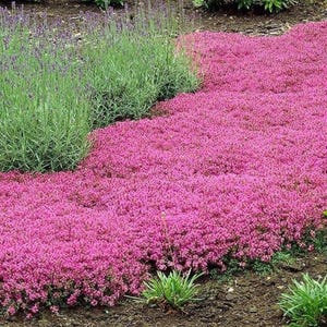 May include: A close-up of a pink flowering ground cover plant. The plant is growing in a garden bed and is surrounded by green grass.