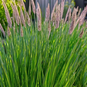 May include: A close-up of a patch of green ornamental grass with long, thin blades and feathery, light pink flower stalks.