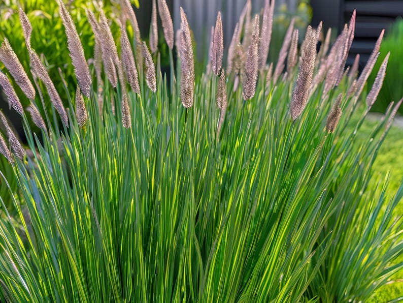May include: A close-up of a patch of green ornamental grass with long, thin blades and feathery, light pink flower stalks.