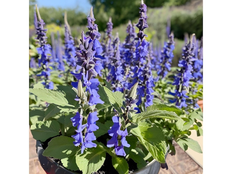Salvia Blue by You - Thumbnail 4