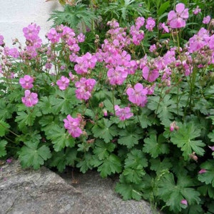 5 Live Perennial Geranium Karmina Cranesbill Wholesale Plants Flowers Rabbit Deer Garden Pollinator