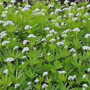 10/15/30 Bulk Discount Live Perennial Galium odoratum Sweet Woodruff Plants Flowers Groundcover Deer Resistant Cold Hardy Zone 4 Fragrant