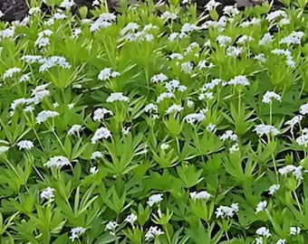 10/15/30 Live Perennial Galium Sweet Woodruff Bulk Landscape Plants Flowers