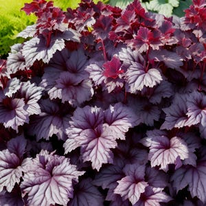 10/15/30/50 Wholesale Live Perennial Heuchera Palace Purple Coral Bells Shade Plants Flowers Hosta Zone 3 Garden Pollinator Low Maintenance