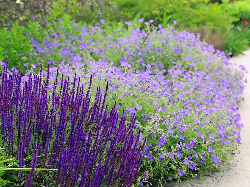 Salvia Caradonna Perennial - Thumbnail 4