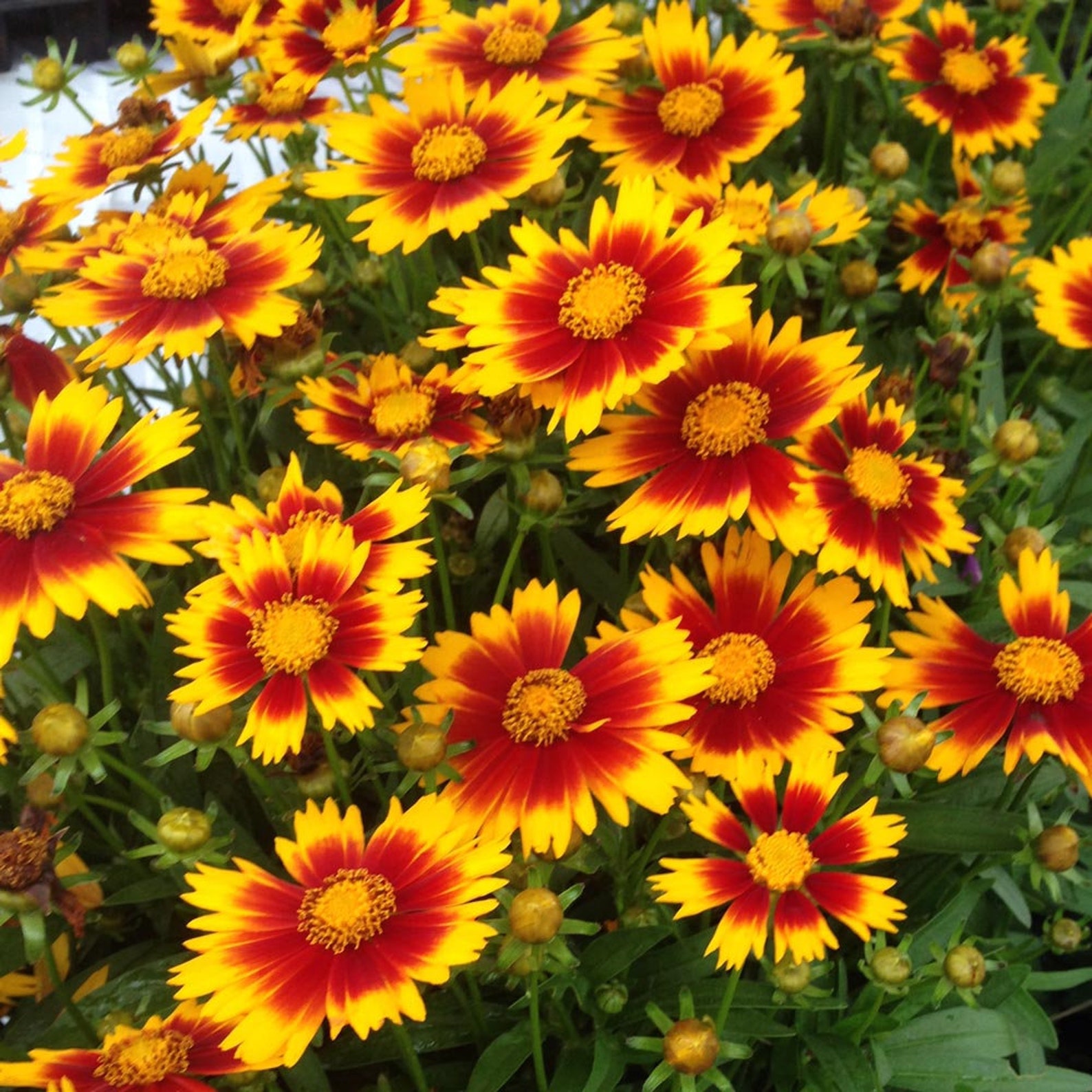 10/15/30 Perennial Coreopsis Gold & Bronze Tickseed Deer Resistant