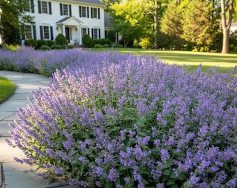 10/15/30 Nepeta Walkers Low Catmint Bulk Perennial Plants, Deer & Rabbit Resistant, Fragrant Cut Flowers, Attracts Hummingbirds, Zones 3-8