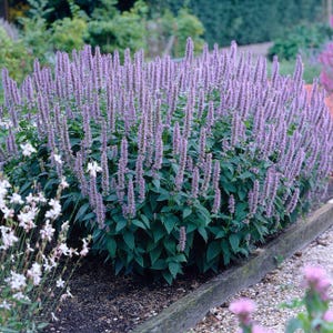 May include: A lush, vibrant garden bed filled with tall, lavender-colored flower spikes. The plant has dark green foliage and is surrounded by other flowering plants and greenery. The image is taken outdoors in natural light.